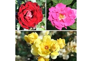YouGarden Climbing Rose Collection, Three Varieties of Professional Quality Bare Root Bushes, Ready to Plant