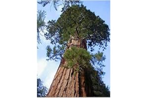 EXOTIC PLANTS Sequoiadendron giganteum - séquoia géant - 10 graines
