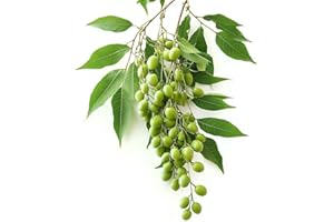 5 Semillas de Margousier - Neem - SemiSauvage Permacultura