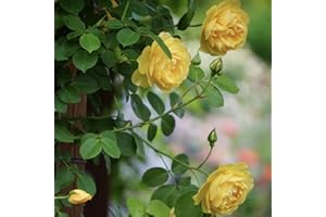 BLUE MAGIC DESIGN 1 Yellow Climbing Rose Bare Rooted Plant Bush, 30-40cm Tall Fragrant Shurb, Trellises Outdoor Landscape Aroma Flowers Archway Garden Fences Pergola