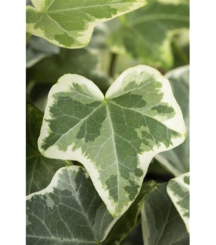 efeutute farben Efeutute Scindapsus Pictus Trebie, Marble Queen, N'joy, Philodendron N –  vielgrün main image 1