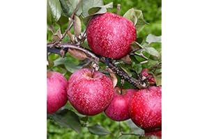 BAKKER Melo Baya® Marisa -cad.-Arbusti