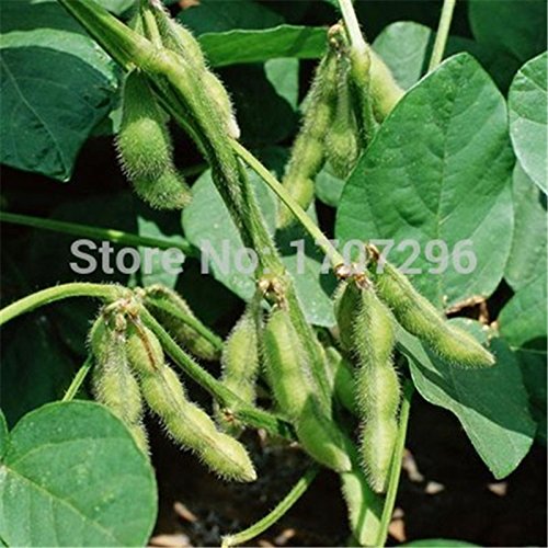 Soja-Saatgut Grüne Sojabohne Glycine Edamame Gemüsegarten Samen 20 PC / Los