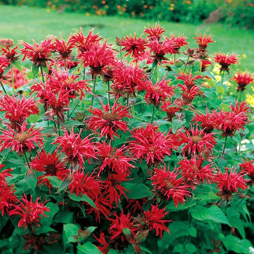 Goldmelisse (ROT) 20 Samen, Indianernessel, Monarda didyma