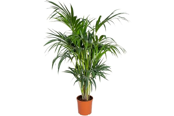 Bloomique - Howea Forsteriana - Palmier Kentia - Plante d’intérieur - Dépolluante - Sans danger pour les animaux - Hauteur 120-140 cm - Pot 24 cm