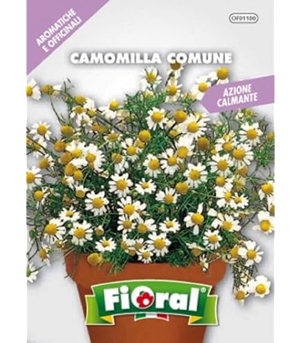 Semi Di Camomilla Matricaria 1000 - Camomilla Comune Per Infusi, Facile Da Coltivare In Giardino O Vaso Camomilla Comune Per Tisane - Foto 3