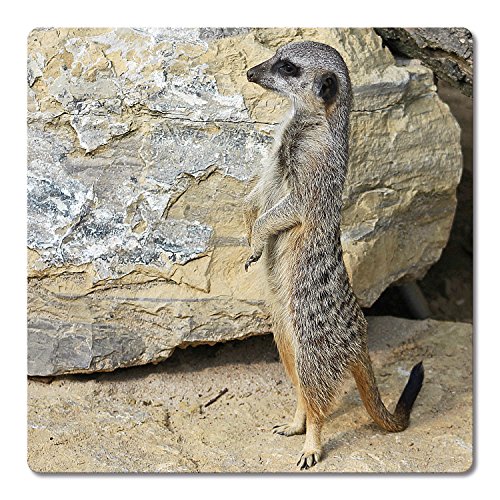 Addies Glas-Untersetzer 6-tlg.Set bedruckt Motiv „ERDMÄNNCHEN“ Komplett-Set in hochwertiger Klarsicht-Geschenkbox und Korkrückseite, Tier-Motiv - 5