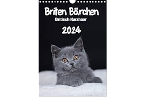 HEIDI BOLLICH Briten Bärchen – Britisch Kurzhaar 2024 (Wandkalender 2024 DIN A4 hoch), CALVENDO Monatskalender