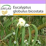semillas eucalipto arcoiris 100 semillas por paquete SAFLAX - Eucalipto - 100 semillas - Eucalyptus globulus bicostata