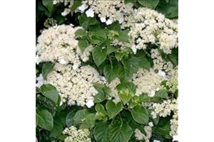 GARDENERSDREAM 1 X HORTENSIEN 'PETIOLARIS' KLETTERNDE LAUBSTRAUCH-WINTERHARTE PFLANZE IM TOPF