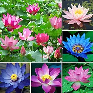 Nooelec Seeds India E Garden All Season Bowl Lotus Flower 15 Seeds/Pack Mixed Color Aquaculture Flower Hydroponic Plants Seeds