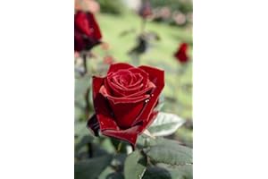 KÜHR BAUM- U. ROSENSCHULEN Edelrose Barkarole im 5 Liter Rosentopf