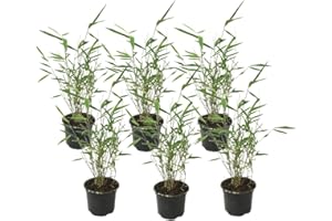 Plant in a Box - Fargesia Grex - Set di 6 bambù blu - Bambù resistente e non invasivo - Vaso 13 cm - Altezza 30-40 cm