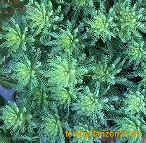 Mühlan – Pflanzenset für Teichkübel oder Miniteiche, Zwergseerose, Schwimmpflanzen, Wasserpflanzen, Sumpfpflanzen - 7