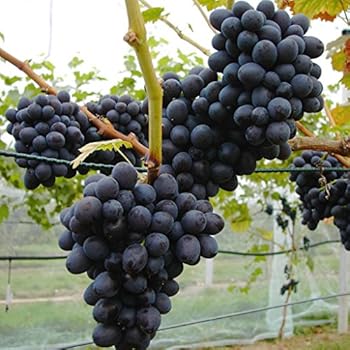 Erdbeertraube Isabella, pilzfeste Weinrebe mit blauer