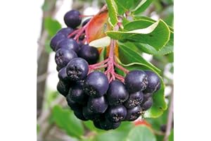Dänische Apfelbeere 'Aron' - Aronia melanocarpa Aron