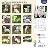 Image de West Highland White Terriers 2017 Square (Square Wall)