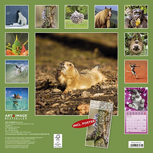 Book's Cover of Lustig - Freaky Animals 2019: Art & Image Broschürenkalender