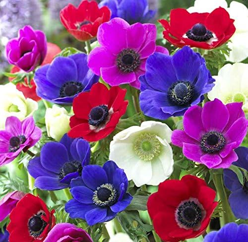 Viridis Hortus - 15 x Anemon - De Caen Mixed 6/7 Bulbs (Excellent as Cut Flowers)