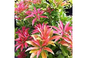 MEREDITH NURSERIES Pot Pieris Mountain Fire Medium Evergreen Garden Shrub Plant (3 Pack) P9 pots