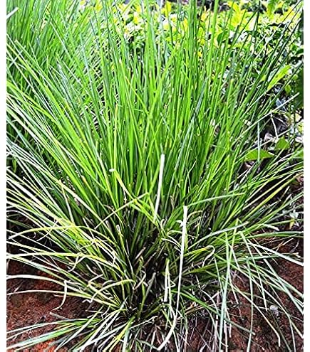 HERBALISM Khus Khus Vetiver Grass Chrysopogon zizanioides grass 150gm :  Amazon.in: Garden & Outdoors