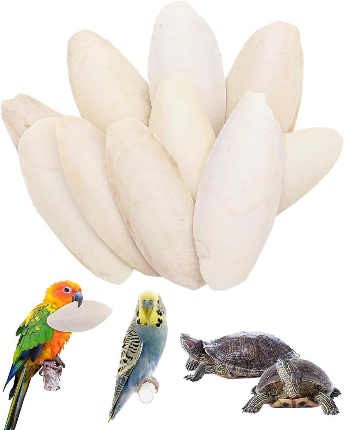 JEXOWIQ 10 Piezas Hueso de Jibia,Hueso de Sepia para Loros, Juguetes para Masticar Pájaros, Reptiles, Tortugas y Caracoles con Soporte de Metal, 8-10 cm