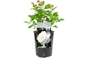 GARDENERSDREAM Tin Wedding Rose - 10th Wedding Anniversary - Help Celebrate a Special Couple's Tin Anniversary with a Unique Living Plant Gift
