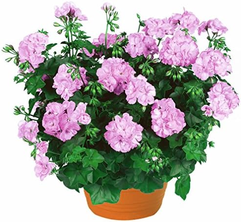 Vastravel Geranium Light Purple Perennial Flower 5 Pelleted Seeds
