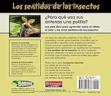 Image de Los Sentidos de los Insectos = Bug Senses (Comparar Insectos)