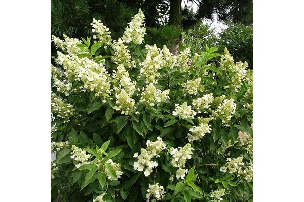 3 x Hortensia paniculé 'Unique' - Hydrangea Paniculata 'Unique' 40-50 cm en conteneur - L'exclusivité d'une floraison abondante et généreuse