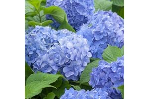 Thompson & Morgan Hardy Perennial Hydrangea Macrophylla ‘Blue Danube’ Deciduous Flowering Shrub, Potted Garden Plants Ideal for Cottage Gardens, Patio and Containers (1 x 3.5 Litre Pot)