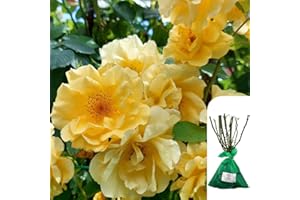 HARRINGTONS ROSES 1 x Rosa Maigold, Bare Root Yellow Climbing Rose, Fragrant Golden Blooms, Beautiful English Rose for British Gardens- When Only The Best Will Do - Top Grade “A” Roses