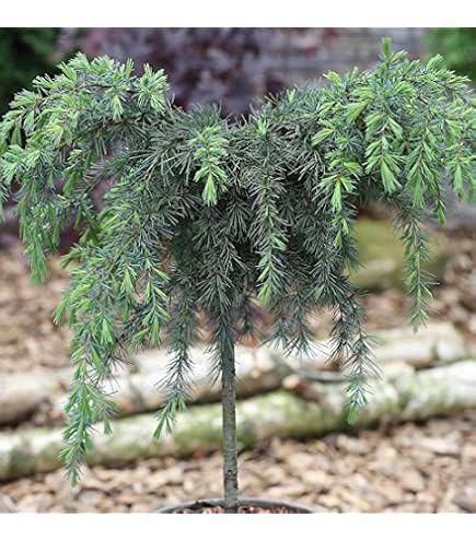 thuja im topf pflanzen Thuja "Brabant" (160 - 180cm) als krftige Topfware