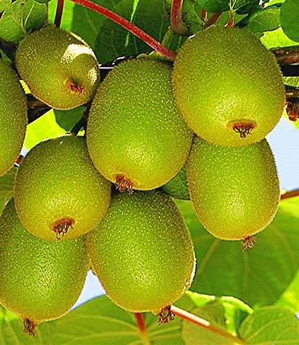 BALDUR-Garten Säulen-Kiwi ‚Issai®‘, 1 Pflanze - 3