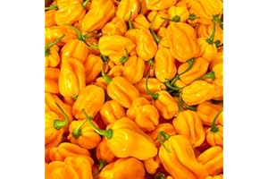 CHILLI MASH CO. Yellow Habanero Chilli | 1kg | Chilli Mash Company