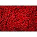Produktbild Vlies Fototapete PREMIUM PLUS Wand Foto Tapete Wand Bild Vliestapete - Blüte Liebe Blumen - no. 190 Blumen Rose Blüten Natur Liebe Love Blüte Rot, Größe:350x245cm Vlies