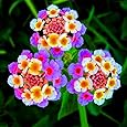 Non Seulement Les Fleurs De Lantana, Mais Aussi Le Fruit Est En Forme Photo Stock - Image Du