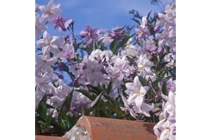 CLEMATITE.NET Morelle faux jasmin