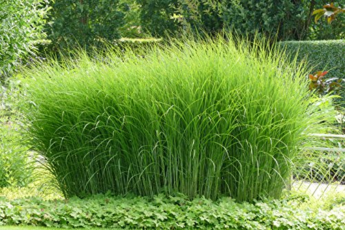Chinaschilf Gracillimus – Feinhalm Chinagras – Miscanthus sinenesis Gracillimus (11 cm-Topf) - 2