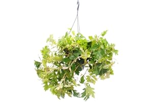 Exotenherz Zimmerpflanze zum Hängen - Königswein - Cissus rhombifolia Ellen Danica - 19cm Ampel-Topf zum Hängen