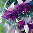 Fuchsia Giant Trailing 'Deep Purple' Garden Plug Plants New Pack x6