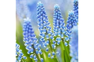 COOTO 10 Bulbos de Muscari azul Bulbos de Flores Muscari Bulbos de Jardin Bulbos Muscari Marieke