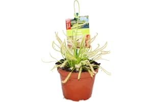 EXOTENHERZ Caps de soleil – Capensis de Drosera – 9 cm