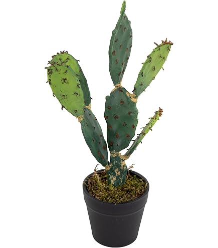thai monstera Monstera 'Thai Constellation'  Hey Rooted