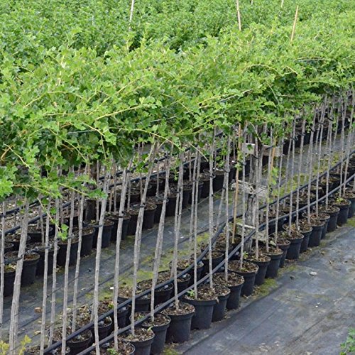 Hinnonmäki rot, Stachelbeere Fußstamm, aromatisch, platzfest, ca. 50 cm Stamm im 3-4 Liter Topf - 2