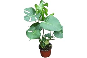 Planta de interior - Planta para la casa o la oficina - Monstera deliciosa - Planta del queso suizo - 45cms de alto en un pal