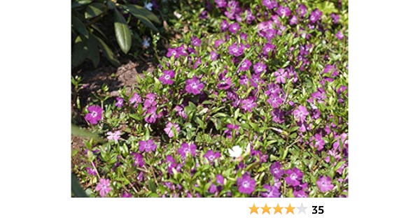 Vinca Minor 'Rubra' Rotblühendes Immergrün Bodendecker Mit Roten Blüten Im  Topf Gewachsen (10 Stück) : Amazon.de: Garten