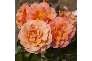 YouGarden Climbing Rose Scent from Heaven 3L Pot
