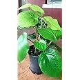 Cloud Farm Betel Leaf/Banarasi Maghai Paan Rare Healthy Live Plant, Medicinal Herb Pack of 1 CF_07