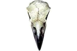 ALCHEMY GOTHIC Reliquary Raven Skull - Skull